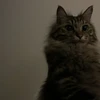 めっすぃ