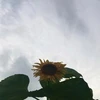 り