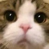 てんてけ