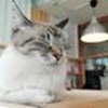 えだ