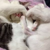 りりり