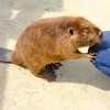 ももん