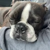 天むす犬