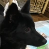 Ria