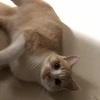 bobbychan