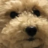 みかん