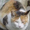 teru