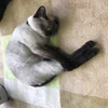 ザキ