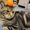 よこ