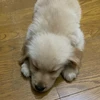 ぴちぺる