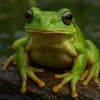 カエル