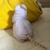 めたもん