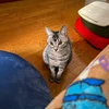 しゅう