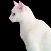 アマチュア