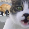 リク