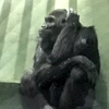 ゴリラゴリラゴリラ