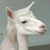 user_M