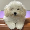ぽんた