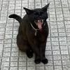 ぽめこ