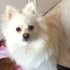コム
