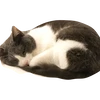 リーズナブル