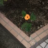 記録
