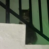 もん