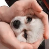 野中俊秀