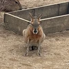りく