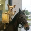 オロちゃん徒歩