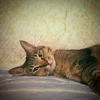 mugi