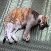五月猫