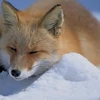 てんぷろー
