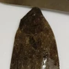 魚骨