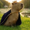 waka_capybara