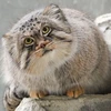 manul