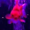 ランチボックス