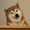 犬