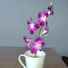 Ts