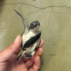 TS