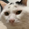 すじこねこ