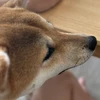 サキちゃん
