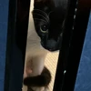 いろは