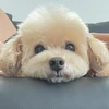 夏みかん