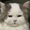ぼにゃーる