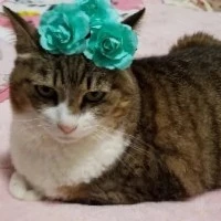 ぼまちゃん