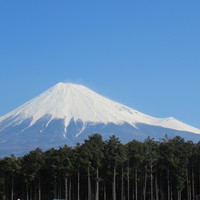 椋とんび