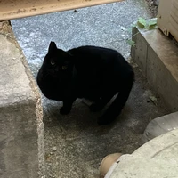 九龍猫