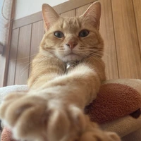 昼猫