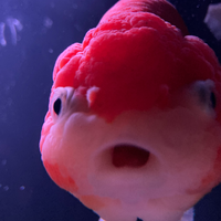 つじま